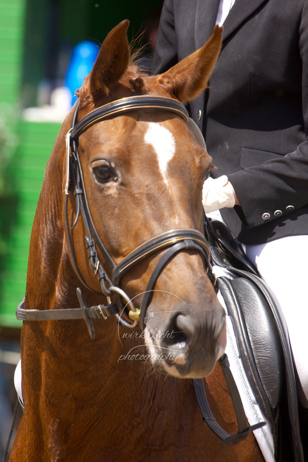 Reitverein Auetal