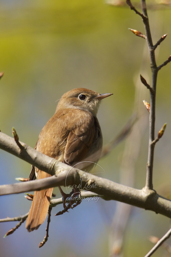 Luscinia megarhynchos