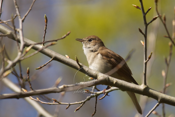 Luscinia megarhynchos