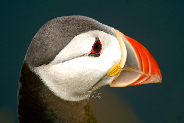 Fratercula arctica