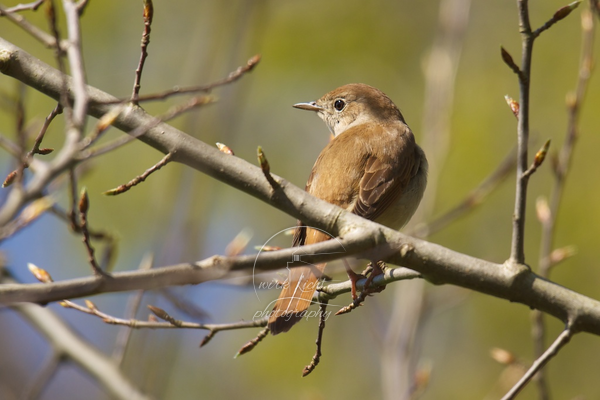 Luscinia megarhynchos