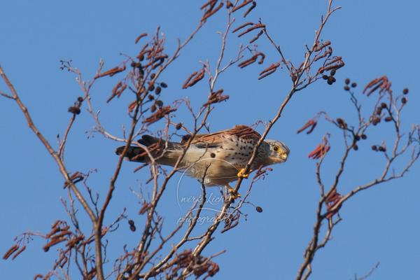 Turmfalke