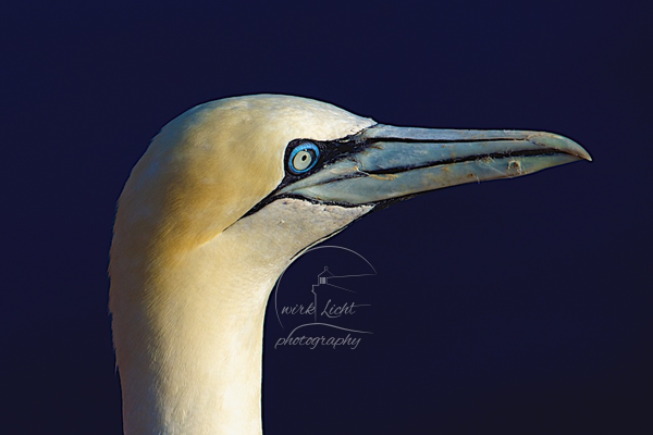 Basstölpel Portrait