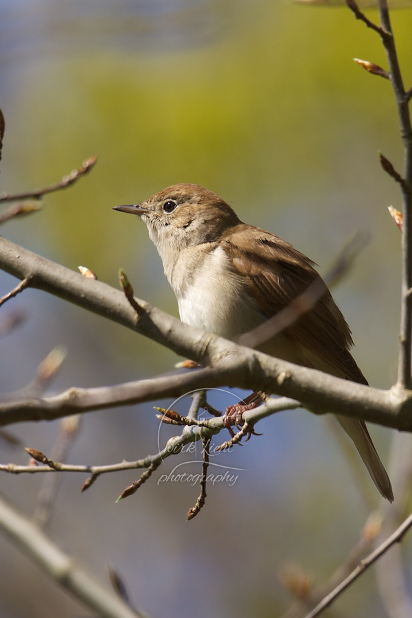 Luscinia megarhynchos